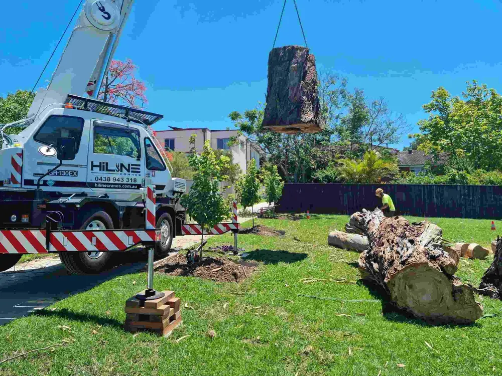 ISA-certified arborist removing a storm-damaged oak tree in Dallas backyard for safety.