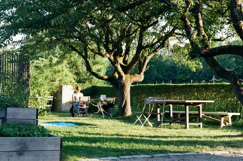 Mature native trees thriving in a Dallas backyard, providing dense shade and drought resistance during Texas summer