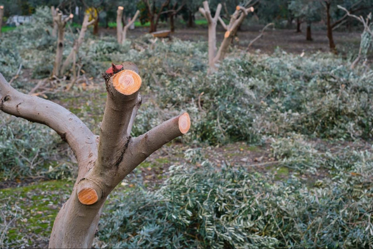 Stump grinding and removal in Dallas and Fort Worth yard by professional tree service.