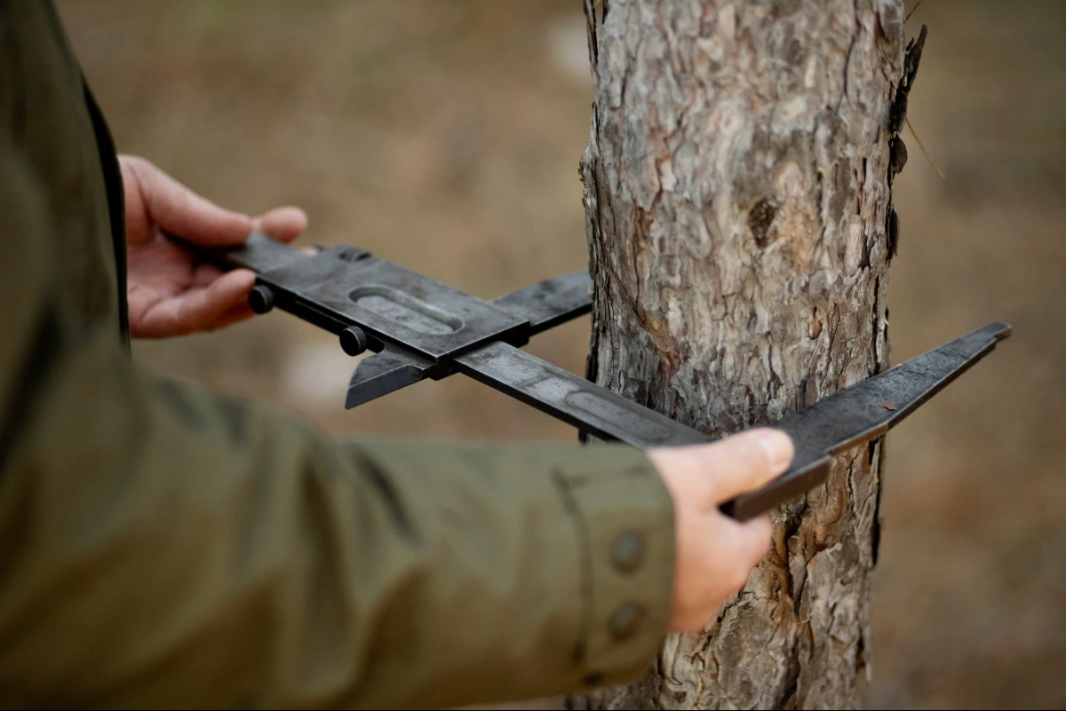 Professional tree cabling and bracing in Dallas County by The Lawn Firm