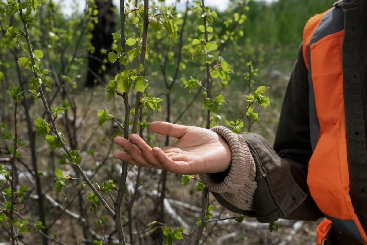 Signs of oak tree disease and distress in Dallas County yard