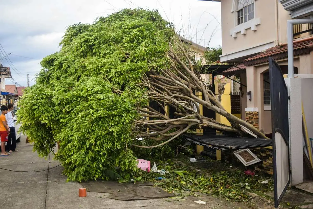 Arborist pruning a tree to prevent storm damage in Dallas County, Texas